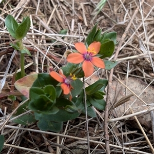 Lysimachia arvensis at Watson, ACT - 3 Nov 2024 10:23 AM