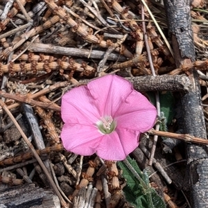 Convolvulus angustissimus subsp. angustissimus at Watson, ACT - 3 Nov 2024