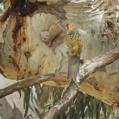 Platycercus elegans flaveolus (Yellow Rosella) at Mundarlo, NSW - 3 Nov 2024 by SimoneC