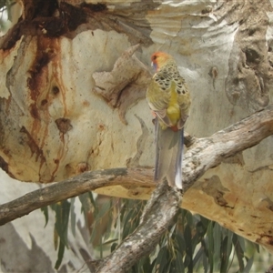 Platycercus elegans flaveolus at Mundarlo, NSW - 3 Nov 2024