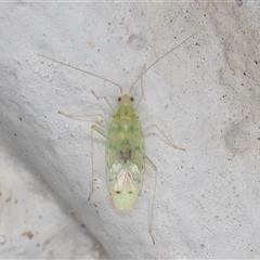 Miridae (family) (Unidentified plant bug) at Melba, ACT - 5 Nov 2024 by kasiaaus