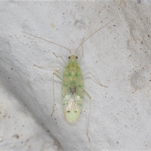 Miridae (family) at Melba, ACT - 5 Nov 2024 09:29 PM