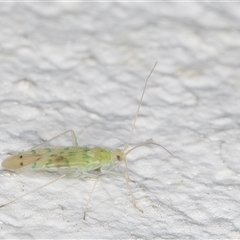 Miridae (family) at Melba, ACT - 5 Nov 2024 09:29 PM