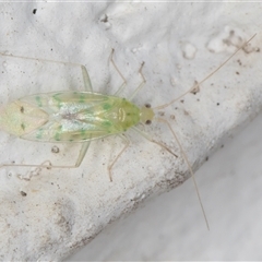 Miridae (family) at Melba, ACT - 5 Nov 2024 09:29 PM