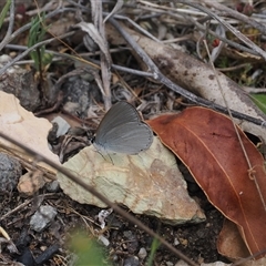 Candalides heathi (Rayed Blue) at Cotter River, ACT - 6 Nov 2024 by RAllen