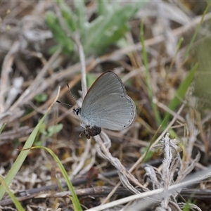 Candalides heathi at Cotter River, ACT - 6 Nov 2024