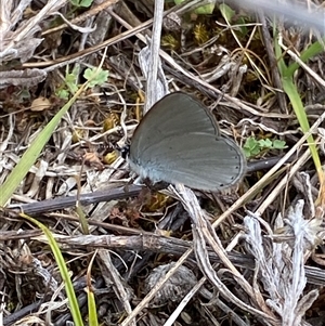 Candalides heathi at Cotter River, ACT - 6 Nov 2024