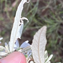 Olearia phlogopappa subsp. continentalis at Cotter River, ACT - 6 Nov 2024 by RAllen