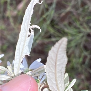 Olearia phlogopappa subsp. continentalis at Cotter River, ACT - 6 Nov 2024