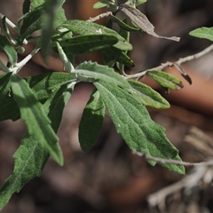 Olearia phlogopappa subsp. continentalis at Cotter River, ACT - 6 Nov 2024