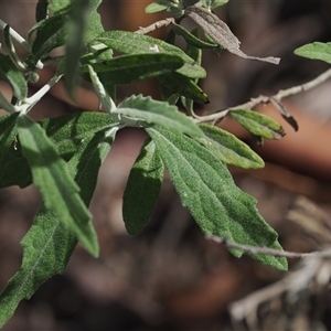 Olearia phlogopappa subsp. continentalis at Cotter River, ACT - 6 Nov 2024