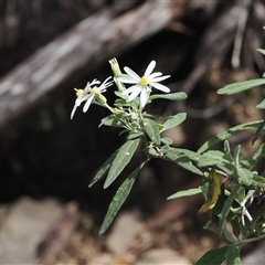 Olearia phlogopappa subsp. continentalis at Cotter River, ACT - 6 Nov 2024