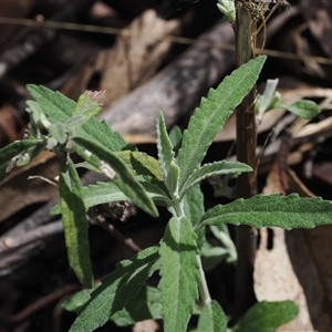 Olearia phlogopappa subsp. continentalis at Cotter River, ACT - 6 Nov 2024