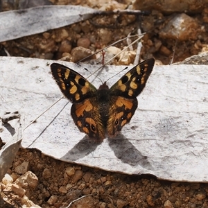 Argynnina cyrila at Cotter River, ACT - 6 Nov 2024 12:26 PM