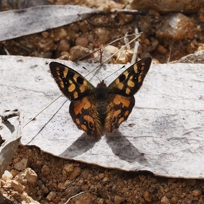 Argynnina cyrila (Forest Brown, Cyril's Brown) at Cotter River, ACT - 6 Nov 2024 by RAllen