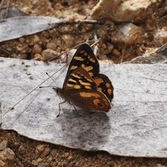 Argynnina cyrila at Cotter River, ACT - 6 Nov 2024