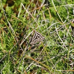 Dichromodes confluaria (Ceremonial Heath Moth) at Tharwa, ACT - 5 Nov 2024 by RAllen