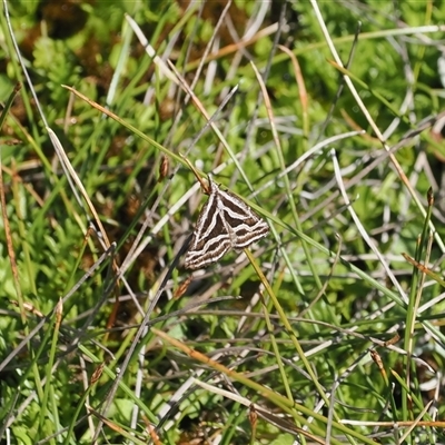 Dichromodes confluaria (Ceremonial Heath Moth) at Tharwa, ACT - 5 Nov 2024 by RAllen