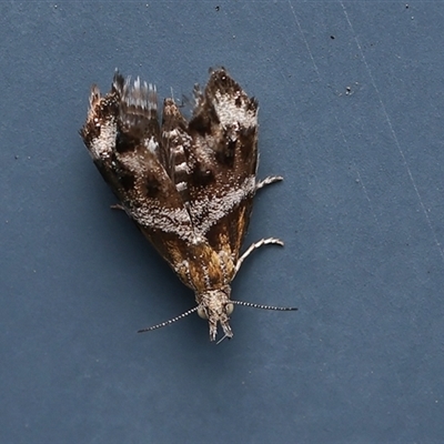 Tebenna micalis (Small Thistle Moth) at Monash, ACT - 4 Nov 2024 by debhart