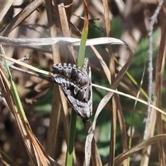 Dichromodes stilbiata (White-barred Heath Moth) at Tharwa, ACT - 5 Nov 2024 by RAllen