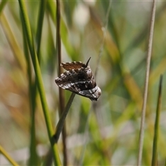 Dichromodes stilbiata at Tharwa, ACT - 6 Nov 2024