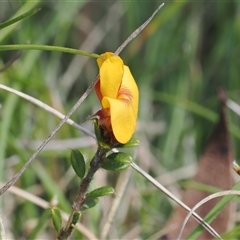 Pultenaea polifolia (Dusky Bush-pea) at Tharwa, ACT - 5 Nov 2024 by RAllen