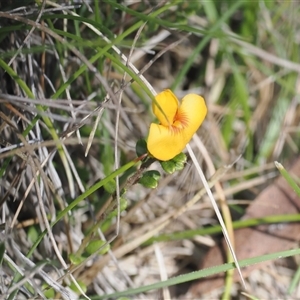 Pultenaea polifolia at Tharwa, ACT - 6 Nov 2024 10:52 AM