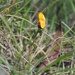 Pultenaea polifolia at Tharwa, ACT - 6 Nov 2024 10:52 AM