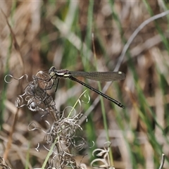 Austroargiolestes calcaris at Tharwa, ACT - 6 Nov 2024 by RAllen