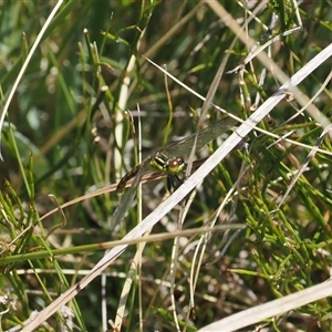 Nannophya dalei at Tharwa, ACT - suppressed