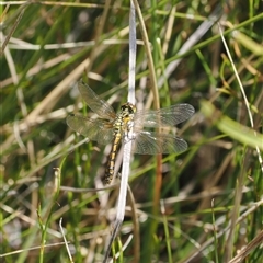 Nannophya dalei at Tharwa, ACT - suppressed