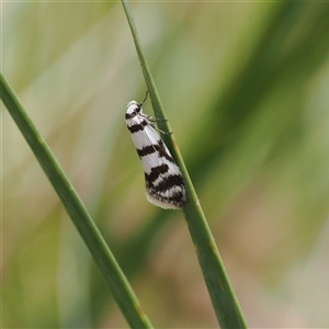 Philobota impletella Group at Cotter River, ACT - 6 Nov 2024 02:15 PM