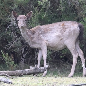 Dama dama at Yarrow, NSW - 5 Nov 2024