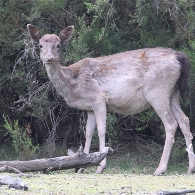 Dama dama (Fallow Deer) at Yarrow, NSW - 5 Nov 2024 by jb2602