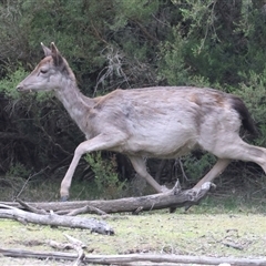 Dama dama at Yarrow, NSW - 5 Nov 2024