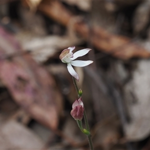 Caladenia moschata at Cotter River, ACT - suppressed