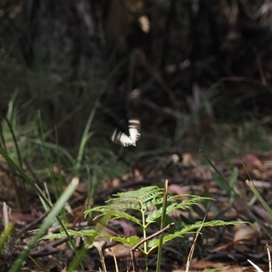 Belenois java at Cotter River, ACT - 6 Nov 2024 03:18 PM