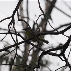 Eopsaltria australis at Cotter River, ACT - 6 Nov 2024 by RAllen