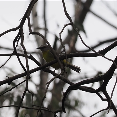 Eopsaltria australis at Cotter River, ACT - 6 Nov 2024 by RAllen