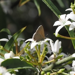 Nacaduba biocellata (Two-spotted Line-Blue) at Cotter River, ACT - 6 Nov 2024 by RAllen