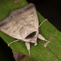 Pantydia sparsa at Melba, ACT - 5 Nov 2024 09:27 PM