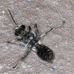 Apocrita (suborder) at Melba, ACT - 5 Nov 2024 09:39 PM