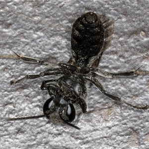 Apocrita (suborder) at Melba, ACT - 5 Nov 2024 09:39 PM