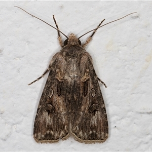 Agrotis munda at Melba, ACT - 5 Nov 2024 11:16 PM