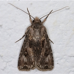 Agrotis munda at Melba, ACT - 5 Nov 2024 11:16 PM