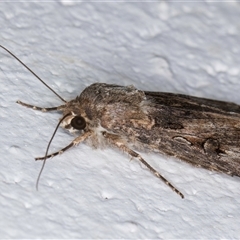 Agrotis munda at Melba, ACT - 5 Nov 2024 11:16 PM