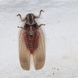 Lasiopsylla sp. (genus) at Melba, ACT - 5 Nov 2024 11:17 PM