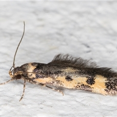 Diaphanta chryseres at Melba, ACT - 5 Nov 2024