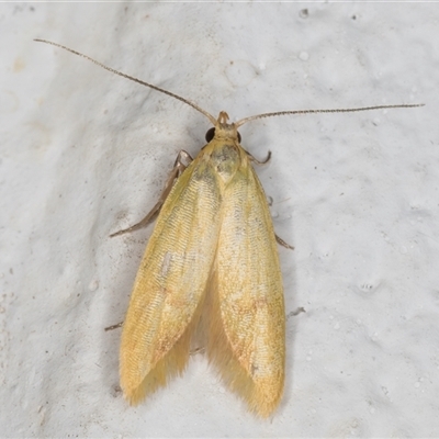 Aeolothapsa malacella (A Concealer moth) at Melba, ACT - 5 Nov 2024 by kasiaaus