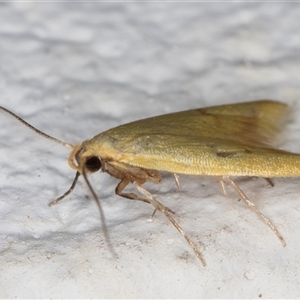 Aeolothapsa malacella at Melba, ACT - 5 Nov 2024 11:26 PM